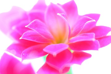 Illuminated fuhsia flower 2