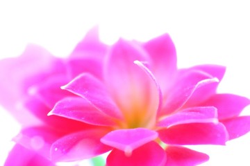 Fototapeta na wymiar Illuminated fuhsia flower 3