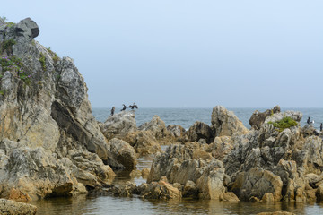 Seascape in summer sunny day. Birds on the rock.