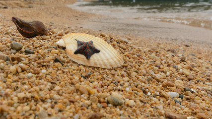 Fototapeta na wymiar Starfish and shell on the seashore.