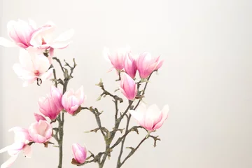 Foto op Canvas Magnoliabloem in bloei © wila