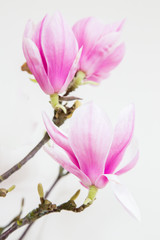 Obraz na płótnie Canvas Magnolia flower blooming