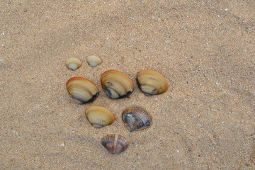 Fototapeta na wymiar A few saeshells on the sand.