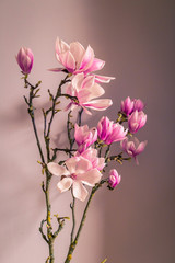 Obraz premium Magnolia flower blooming