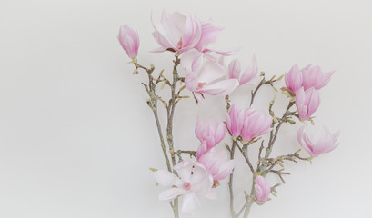 Fototapeta na wymiar Magnolia flower blooming