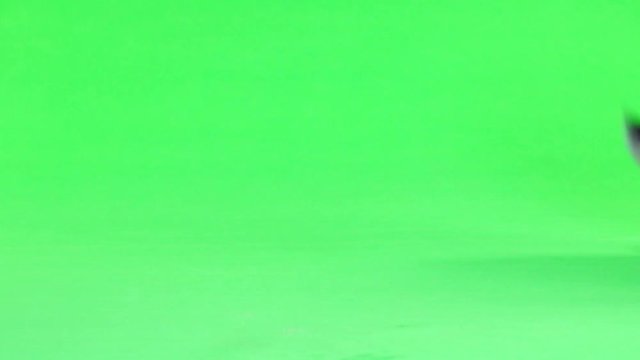 grey rabbit  moves  isolated on green screen(ten months old) studio shot