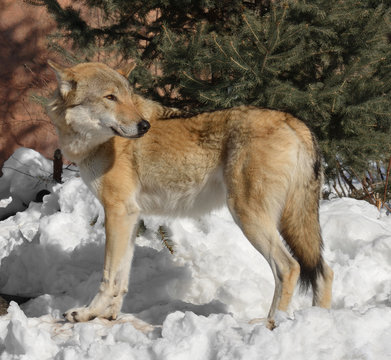 Eurasian wolf (Canis lupus lupus) on snow in winter