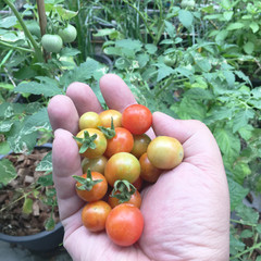 Several tomatoes in hand.