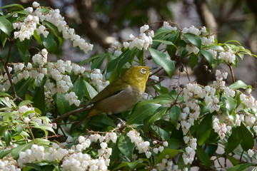 アセビとメジロ
