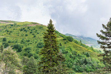 mountain spruce