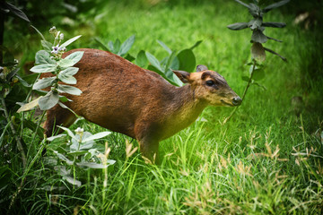 The Barking Deer