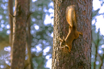 Squirrel descends down the trunk of a pine tree