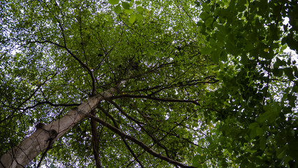 Photo of a tree with sunlight shining through its leaves.