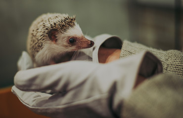 Little hedgehog portrait © oneinchpunch