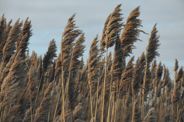Obraz premium reed on the river bank