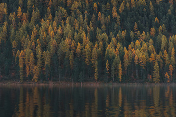 Tree composition capture on the european alps