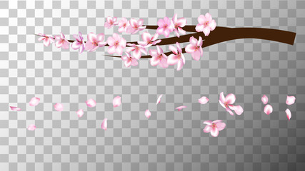 Realistic Cherry Branch Illustration Vector. Sakura Apricot, Peach, Apple Blossom Twig Petals Falling Isolated on Transparent. Realistic Blossom Cherry Branch, Showering Petals, Wedding Decoration