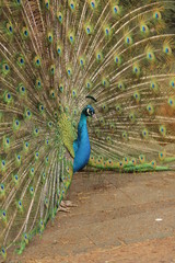 Obraz premium Pfau, peacock, Pavo cristatus