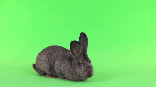 grey rabbit isolated on green screen(ten months old) studio shot