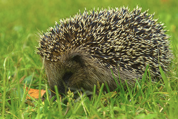 Igel im Vorgarten, HDR-Aufnahme
