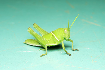 Grasshopper