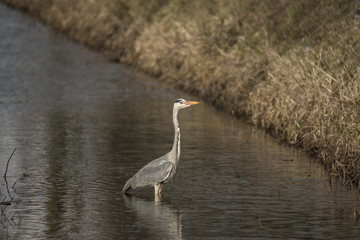 common grey heron