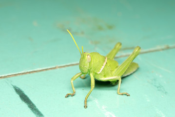 Grasshopper