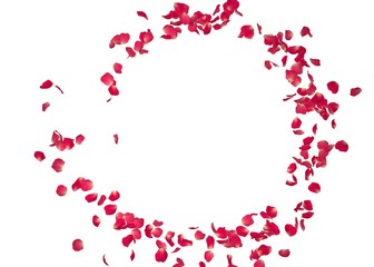 Red rose petals fly in a circle. The center free space for Your photos or text. Isolated white background