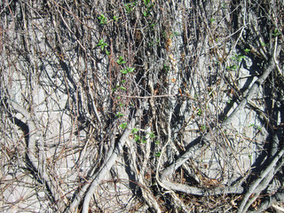 vines clinging to the wall,background,nature