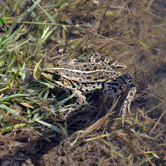 A green frog sitting in a pond close up.