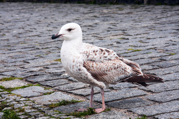 Obraz premium Junge Silbermöwe im Jugendfederkleid