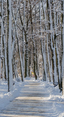 The avenue escaping into the distance between the trees in the snow-covered park