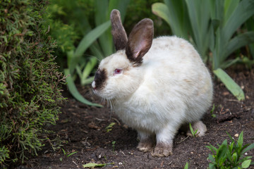 Pretty cute rabbit in a bushes