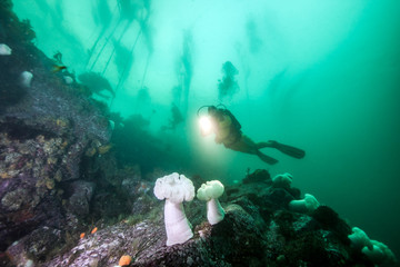 Scuba diving in British Columbia, Canada