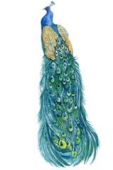 Obraz premium peacock watercolor illustration