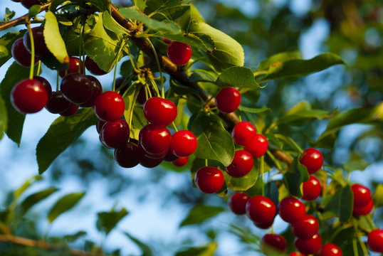 Sour Cherry Fruits Hanging On Branch