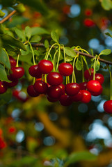 sour cherry fruits hanging on branch