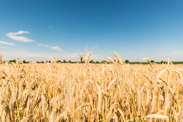 wheat field