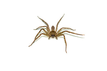 Spider on the wall.