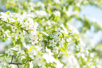 White flowers on a blossom cherry tree with soft background of green spring leaves and blue sky