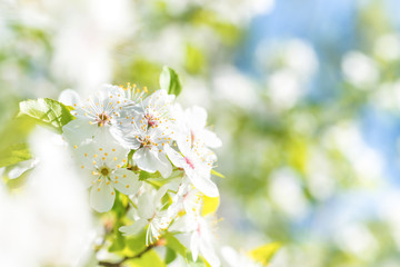 Branch with white flowers on a blossom cherry tree, soft background of green spring leaves and blue sky