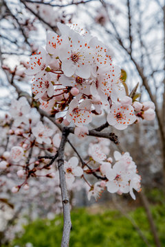 almond in arnus park badalona