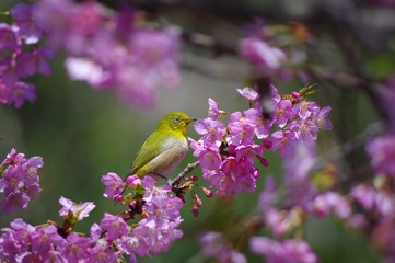 河津桜とメジロ