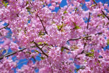 Obraz premium 河津桜 日本の春