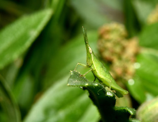 Grasshopper