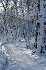Winter park trees in the snow sunny weather