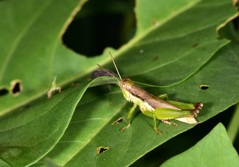 Grasshopper