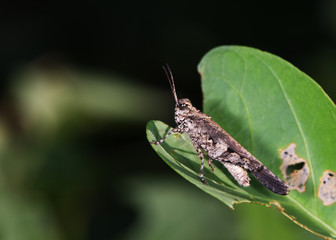 Grasshopper