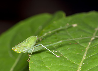 Grasshopper