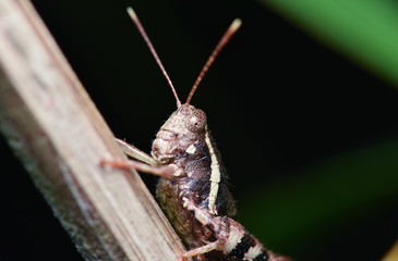 Grasshopper